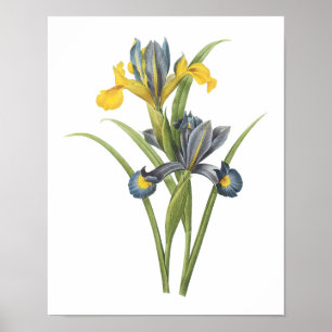 Póster Spanish iris(Iris xiphium) by Redouté