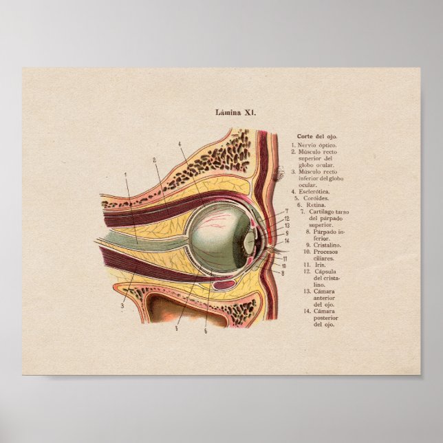 Póster Spanish Vintage Anatomy Print Eye (Frente)