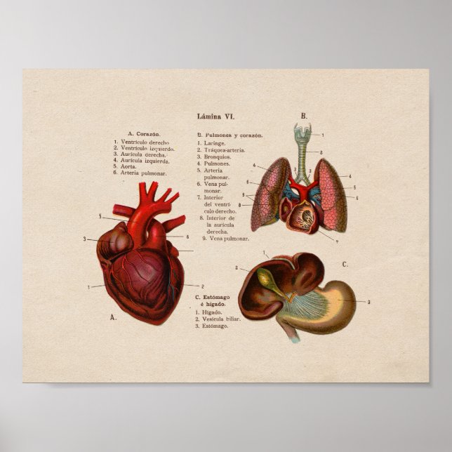 Póster Spanish Vintage Anatomy Print Lungs Heart (Frente)