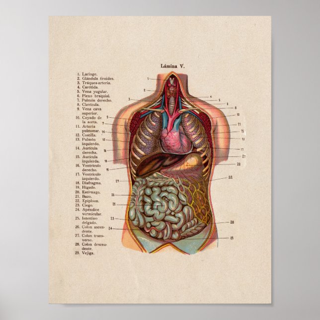 Póster Spanish Vintage Anatomy Print Organs Heart (Frente)