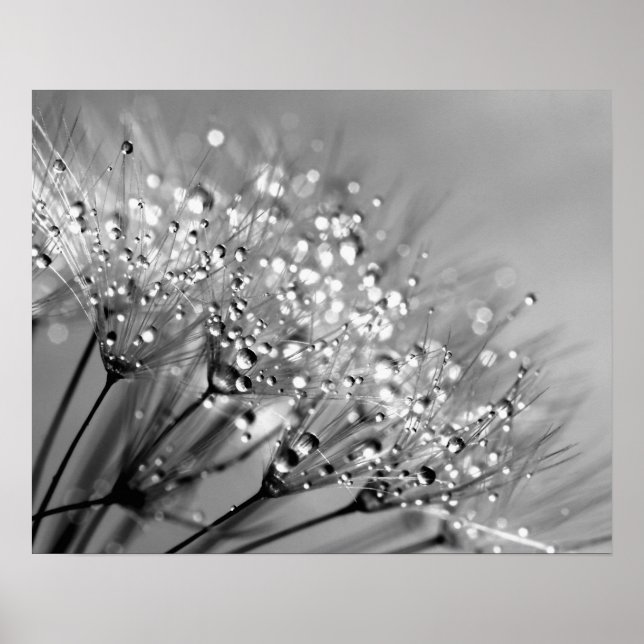 Póster Sparkling Dew Dandelion fondo monocromo (Frente)