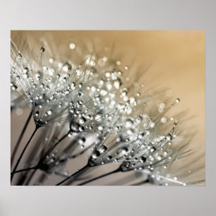 Póster Sparkling Dew Dandelion Khaki Background