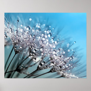Póster Sparkling Dew Dandelion Sky Blue Background