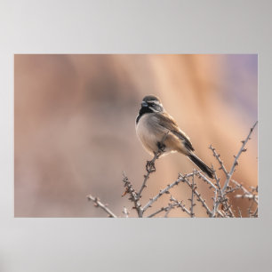 Póster Sparrow