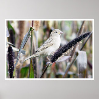 Póster Sparrow