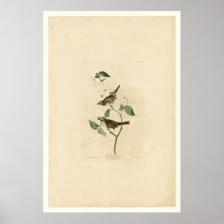 Póster Sparrow_Audubon con tracción blanca