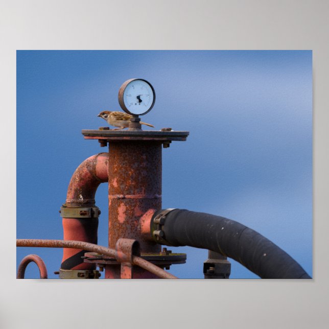 Póster Sparrow checking air pressure poster (Frente)