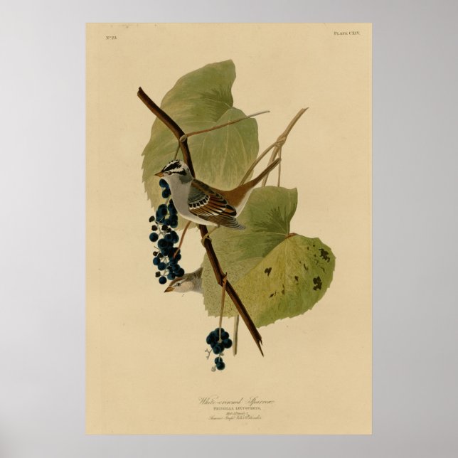 Póster Sparrow con corona blanca (Frente)