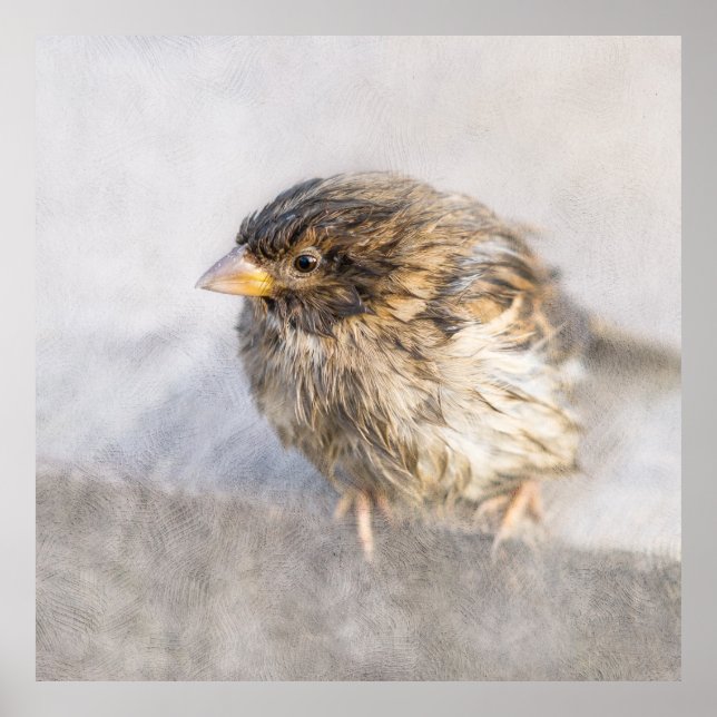 Póster Sparrow - Fracaso epidémico en las predicciones me (Frente)