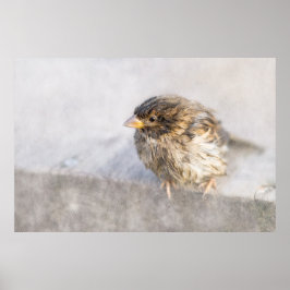 Póster Sparrow - Fracaso epidémico en las predicciones me