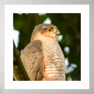 Póster Sparrowhawk
