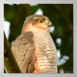 Póster Sparrowhawk 