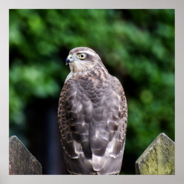 Póster Sparrowhawk