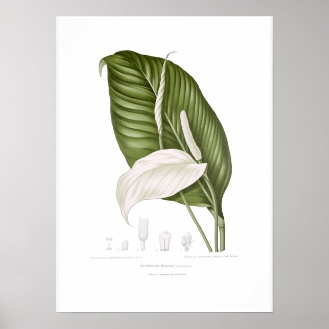 Póster Spathiphyllopsis minahassae (Frente)