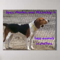Spay, Neuter, Microchip