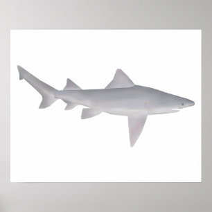 Póster Speartooth Shark
