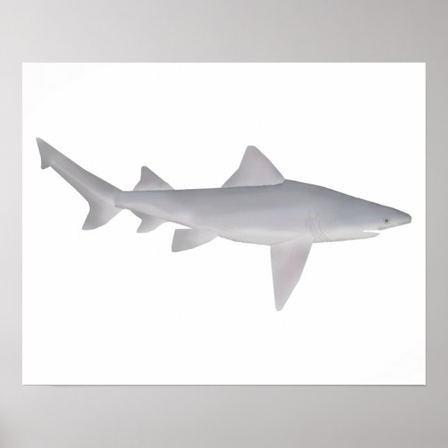 Póster Speartooth Shark (Frente)