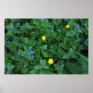 Póster Speedwell and Buttercups