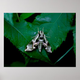 Póster Sphinx Moth sobre la hoja verde