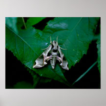 Sphinx Moth sobre la hoja verde