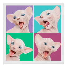 Sphynx cat