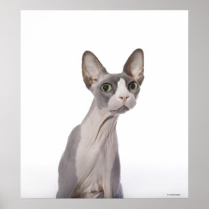 Póster Sphynx Cat con expresión sorprendida