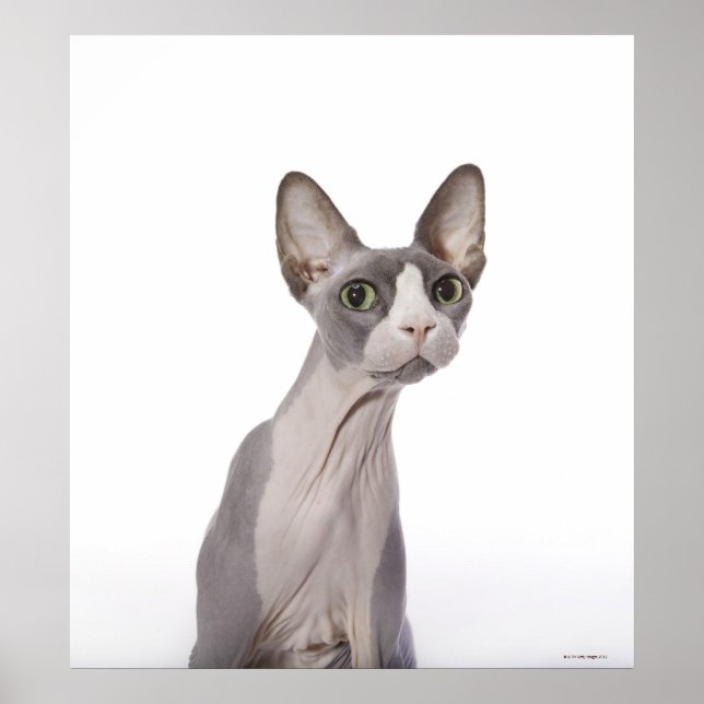Póster Sphynx Cat con expresión sorprendida (Frente)
