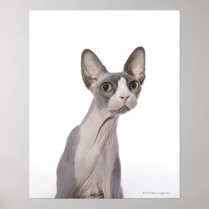 Póster Sphynx Cat con expresión sorprendida