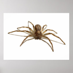 Póster Spider