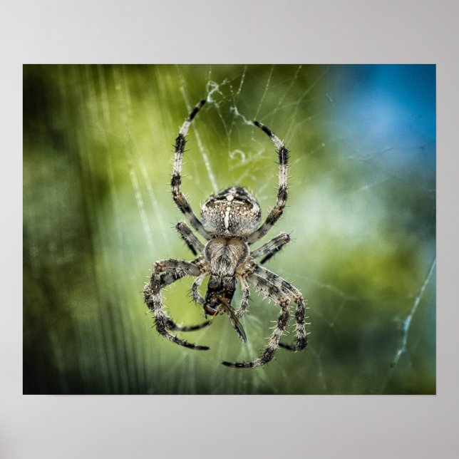 Póster Spider (Frente)