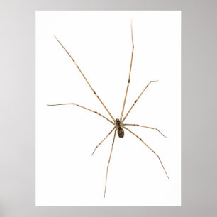 Póster Spider