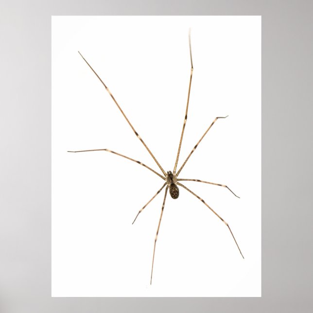 Póster Spider (Frente)