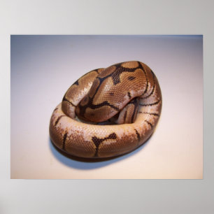 Póster Spider Ball Python Poster