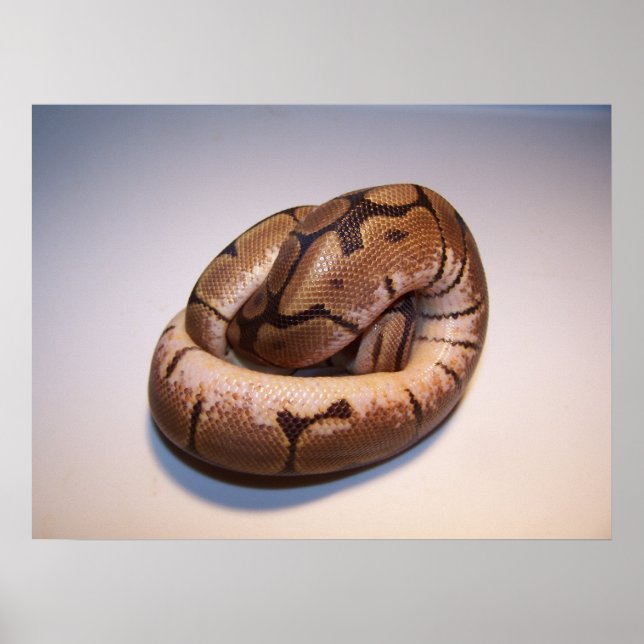 Póster Spider Ball Python Poster (Frente)