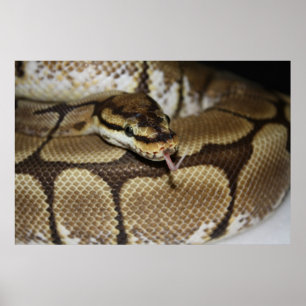 Póster Spider Ball Python Poster