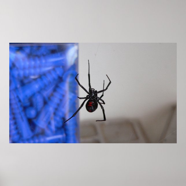 Póster Spider de viuda negra (Frente)