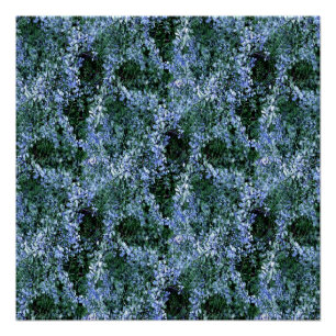 Póster Spider Haven...