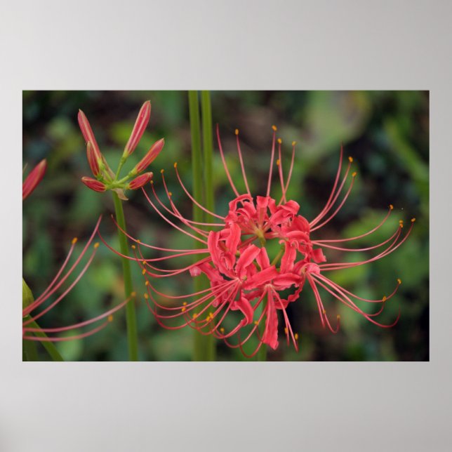 Póster Spider Lily poster (Frente)
