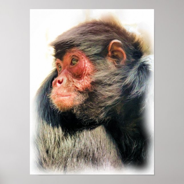 PÓSTER SPIDER MONKEY (Frente)