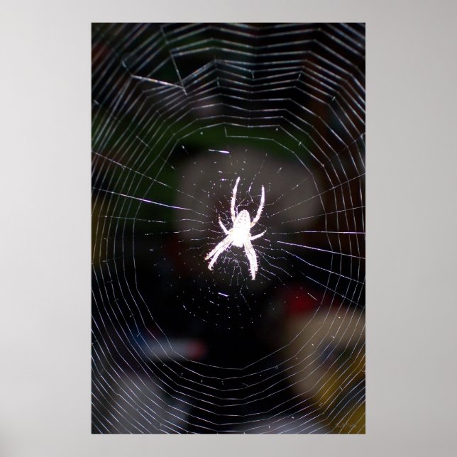 Póster Spider n Web 2 (Frente)