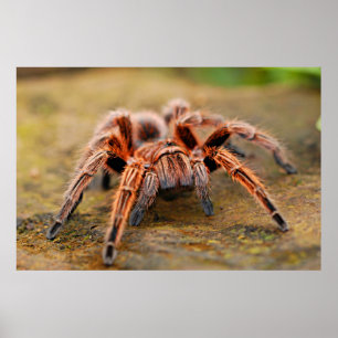 Póster Spider Tarantula Insect Artwork Photo Poster