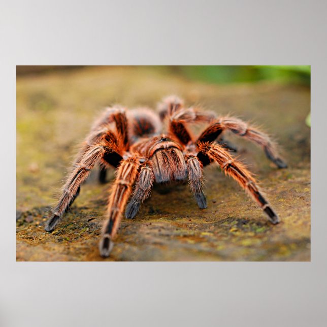 Póster Spider Tarantula Insect Artwork Photo Poster (Frente)