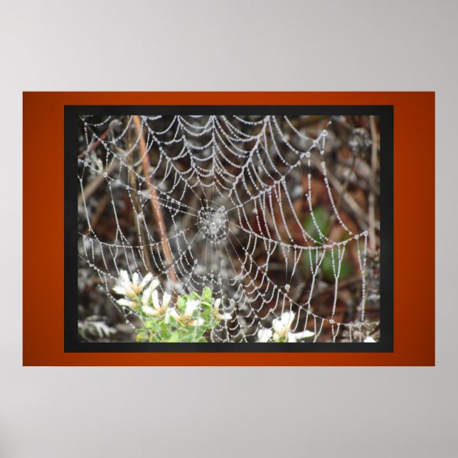 Póster Spider Web (Frente)