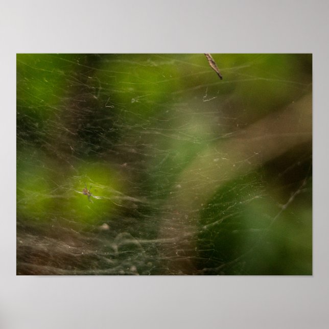 Póster Spider Web (Frente)
