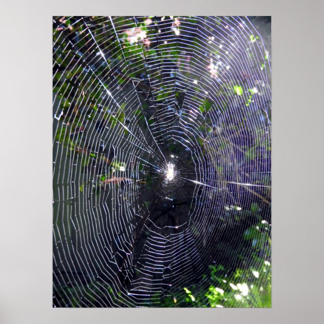 Póster Spider Web (Frente)