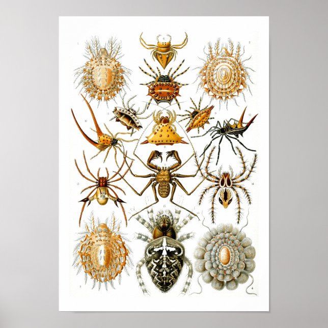 Póster Spiders, Ernst Haeckel Bella Artes (Frente)