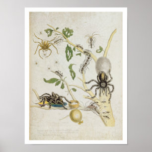 Póster Spiders: Mygole, plato 18 de 'Over de Voorteelin