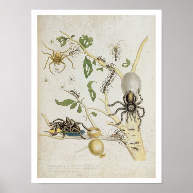 Póster Spiders: Mygole, plato 18 de 'Over de Voorteelin (Frente)
