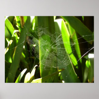 Póster Spiderweb en la naturaleza de las hojas tropicales