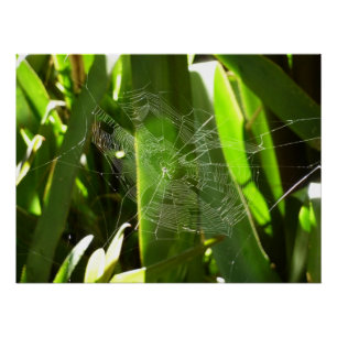 Póster Spiderweb en la naturaleza de las hojas tropicales
